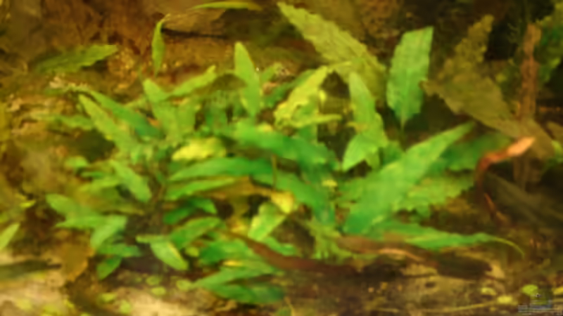 Pflanzen im Aquarium Becken 26009 von Sascha Quell (8)