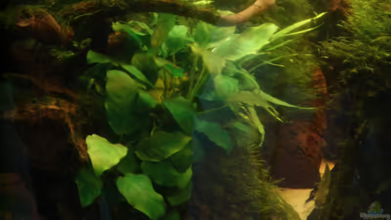 Pflanzen im Aquarium Becken 26009 von Sascha Quell (9)
