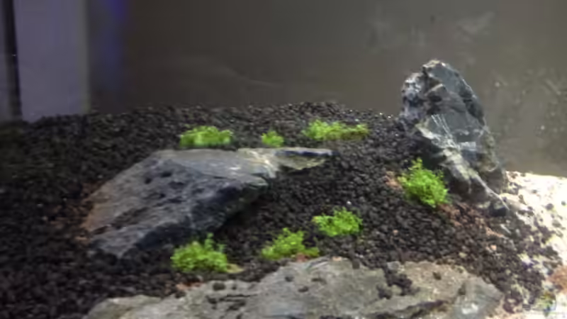 Pflanzen im Aquarium Becken 26129 von Wicked88 (3)