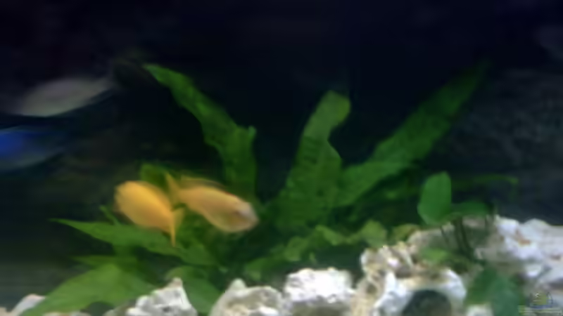 Pflanzen im Aquarium Becken 2615 von Andreas Scheer (3)