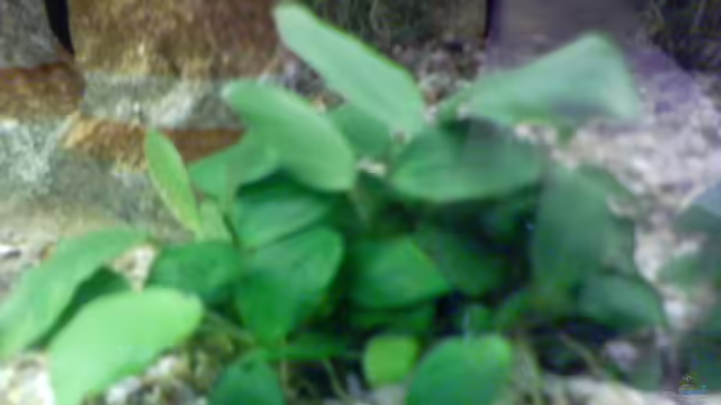 Pflanzen im Aquarium Becken 2628 von Katharina Busch (3)