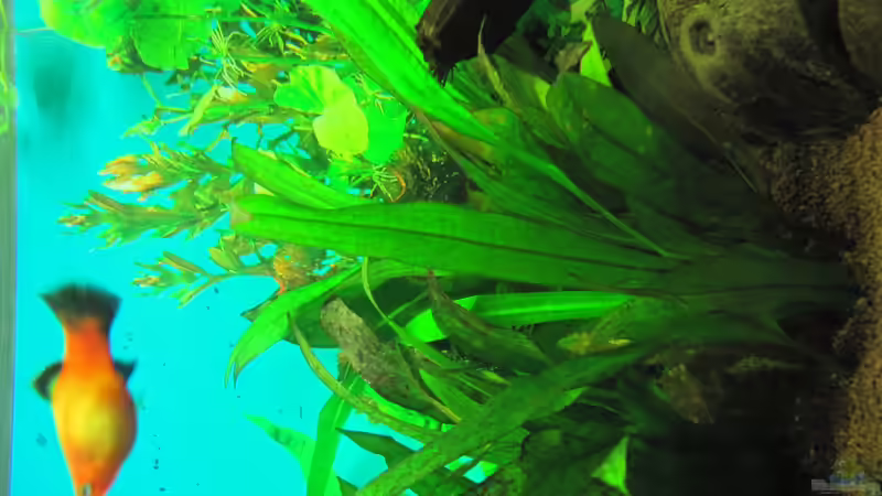 Pflanzen im Aquarium Becken 26285 von Florian S. (6)