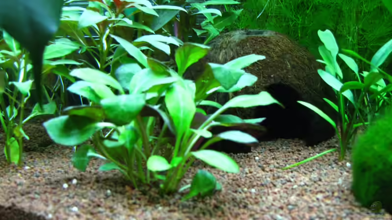 Pflanzen im Aquarium Becken 26357 Juwel Rio 125 stillgelegt von matze81 (14)