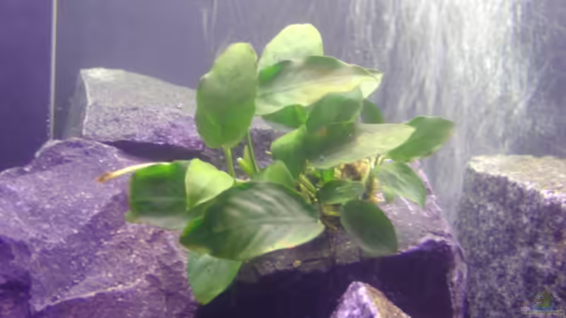 Pflanzen im Aquarium Becken 2636 von Daniel Kronmüller (10)