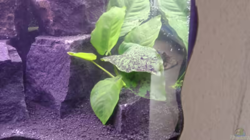 Pflanzen im Aquarium Becken 2636 von Daniel Kronmüller (12)