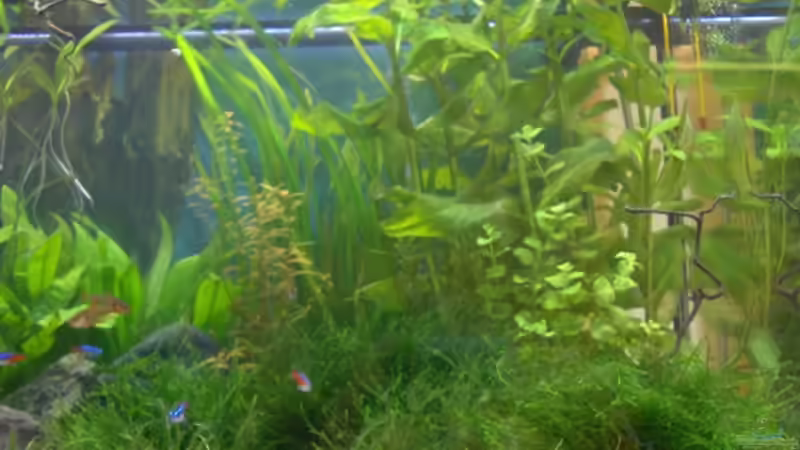 Pflanzen im Aquarium Becken 2638 von Daniel Raasch (8)