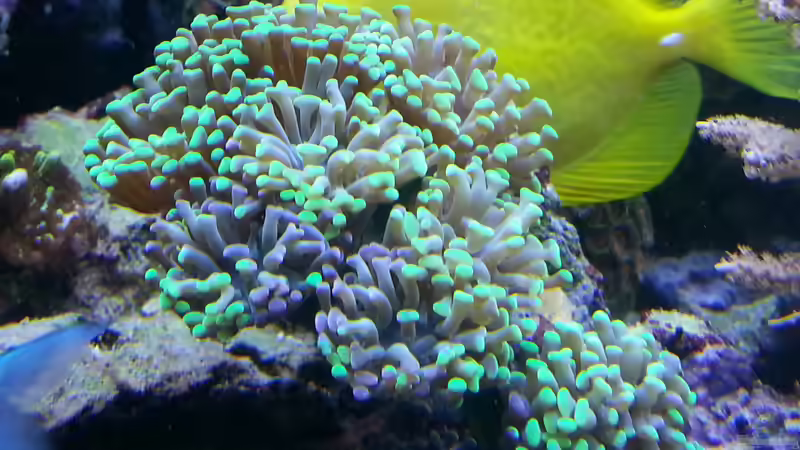 Pflanzen im Aquarium Becken 26483 von urbi (37)