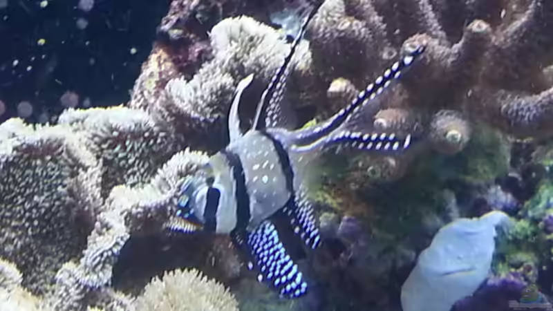 Pflanzen im Aquarium Becken 26483 von urbi (39)