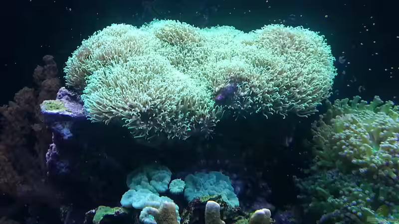 Pflanzen im Aquarium Becken 26483 von urbi (45)