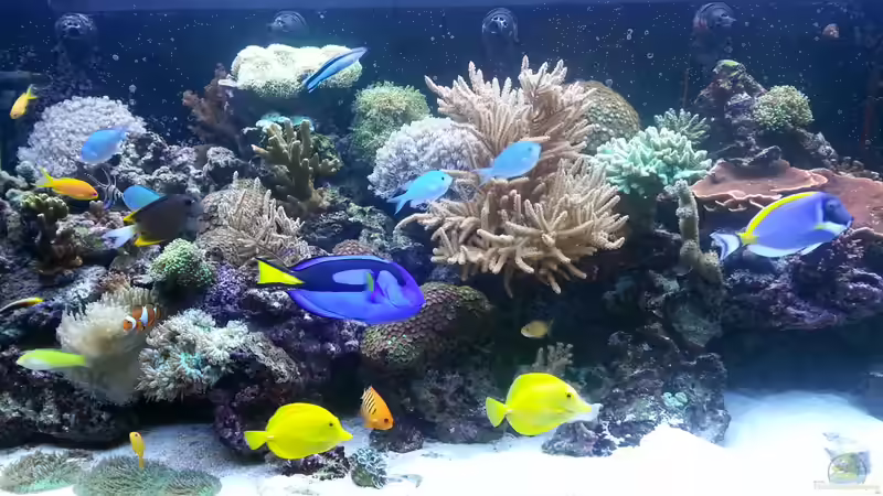 Pflanzen im Aquarium Becken 26483 von urbi (46)