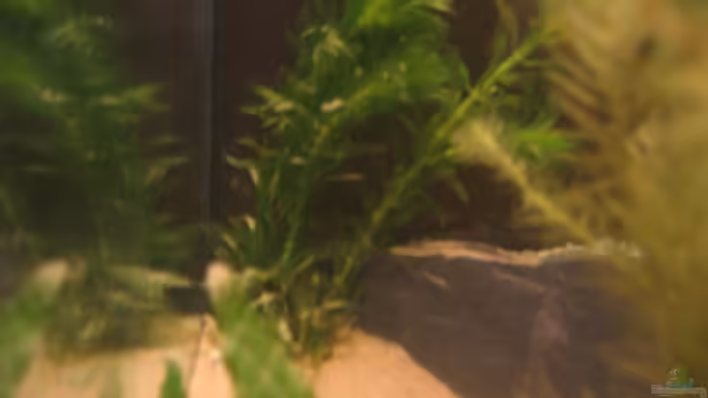 Pflanzen im Aquarium Becken 2650 von Sabine Kainz (10)