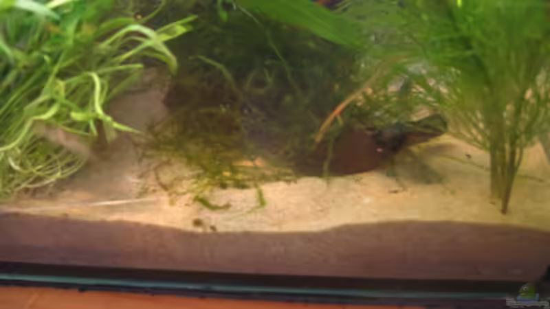 Pflanzen im Aquarium Becken 2650 von Sabine Kainz (11)