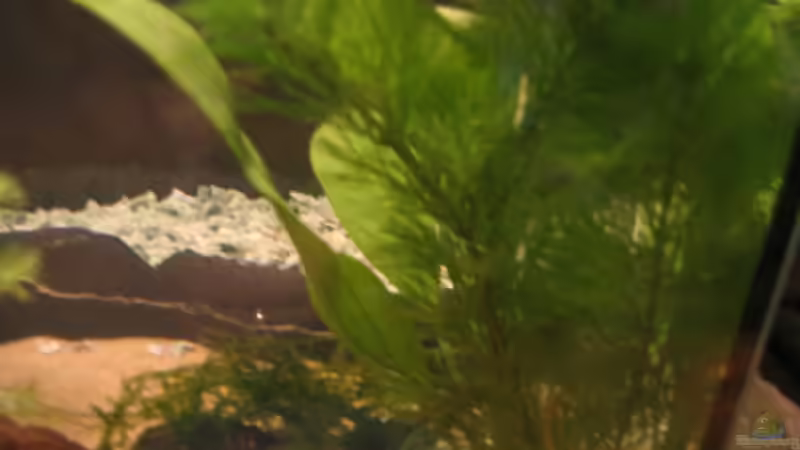 Pflanzen im Aquarium Becken 2650 von Sabine Kainz (9)