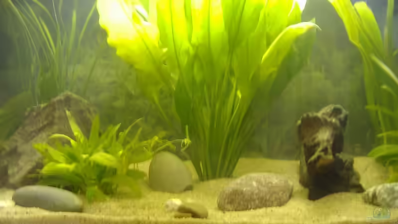 Pflanzen im Aquarium Becken 2654 von Andreas Lustenberger (3)