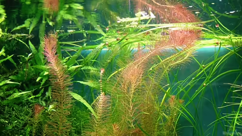 Pflanzen im Aquarium Becken 2669 von Daniel_ (11)