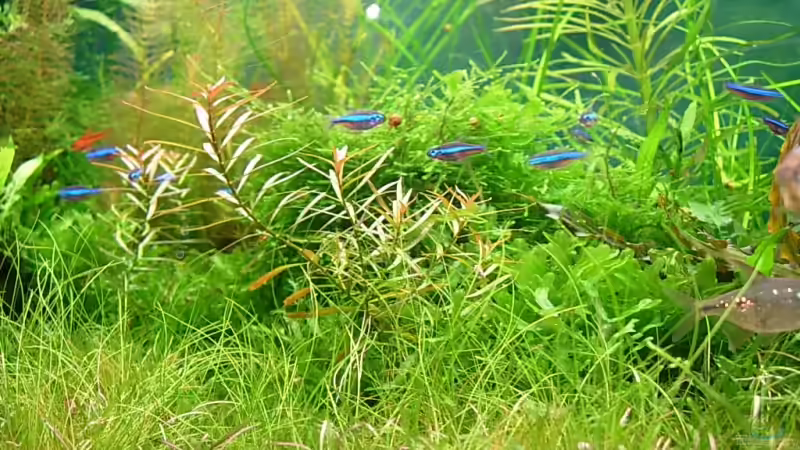 Pflanzen im Aquarium Becken 2669 von Daniel_ (12)