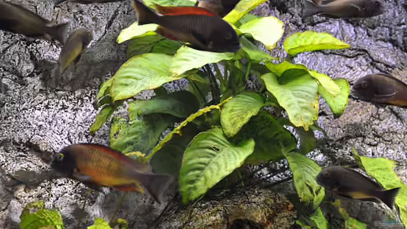 Pflanzen im Aquarium Becken 268 von Helmut Hollfelder (6)