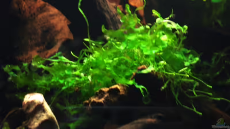 Pflanzen im Aquarium Becken 269 von Katja Knoll (11)