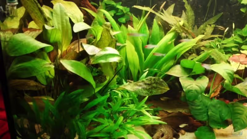 Pflanzen im Aquarium Becken 269 von Katja Knoll (7)