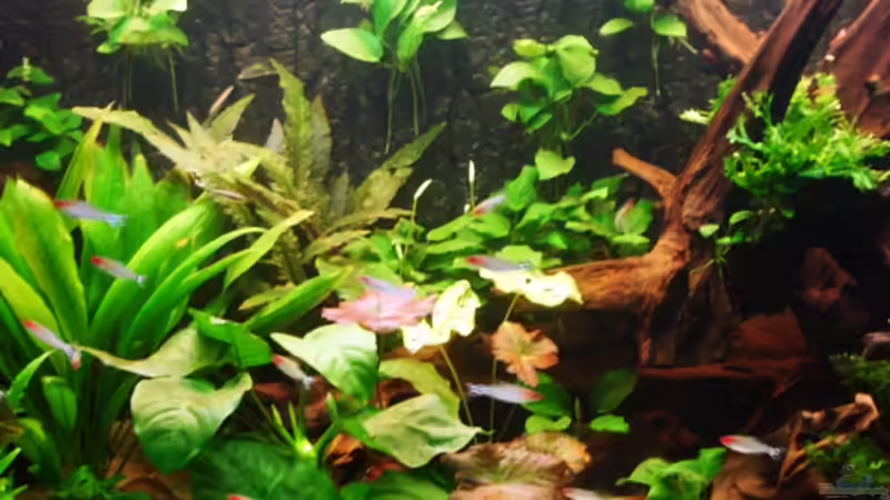 Pflanzen im Aquarium Becken 269 von Katja Knoll (8)