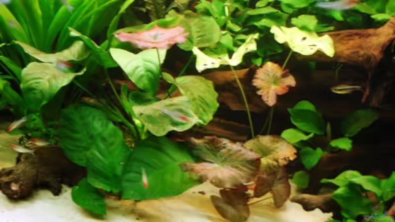 Pflanzen im Aquarium Becken 269 von Katja Knoll (9)
