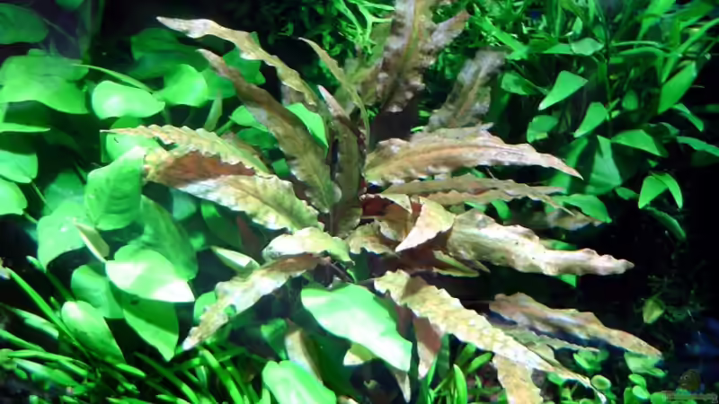 Pflanzen im Aquarium Becken 2694 von David Weidenbacher (15)