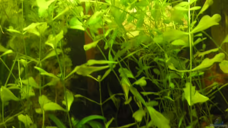 Pflanzen im Aquarium Becken 2697 von Stefan Kuhne (2)