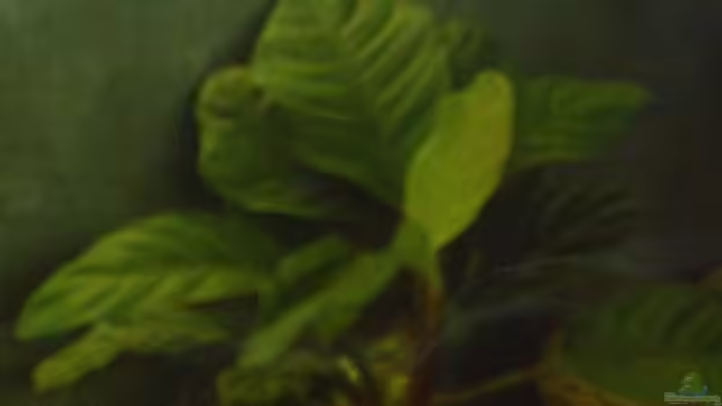 Pflanzen im Aquarium Becken 2699 von Thomas Schröder (10)