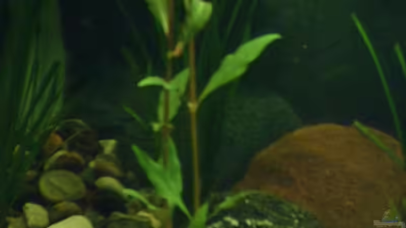 Pflanzen im Aquarium Becken 2699 von Thomas Schröder (11)