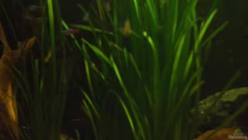 Pflanzen im Aquarium Becken 2699 von Thomas Schröder (6)