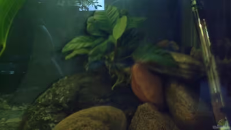 Pflanzen im Aquarium Becken 2699 von Thomas Schröder (7)