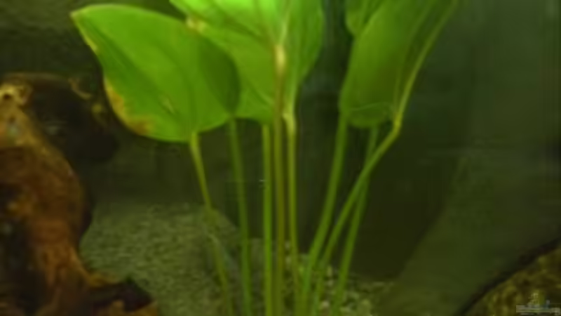 Pflanzen im Aquarium Becken 2699 von Thomas Schröder (8)