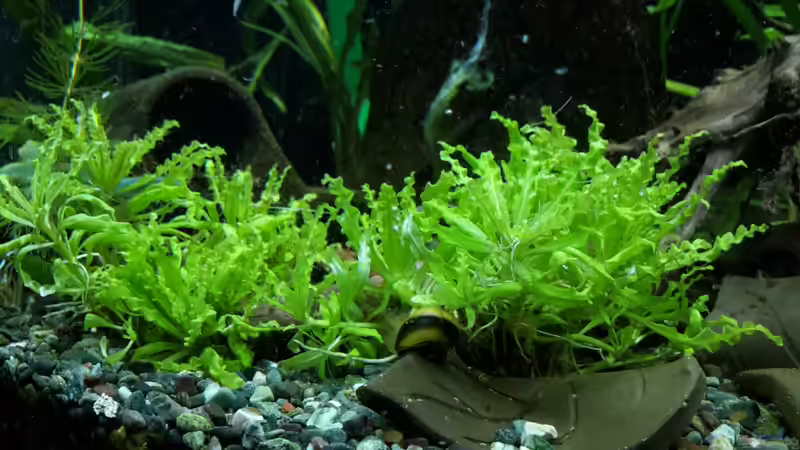 Pflanzen im Aquarium Becken 27133 von Kathrin77 (19)