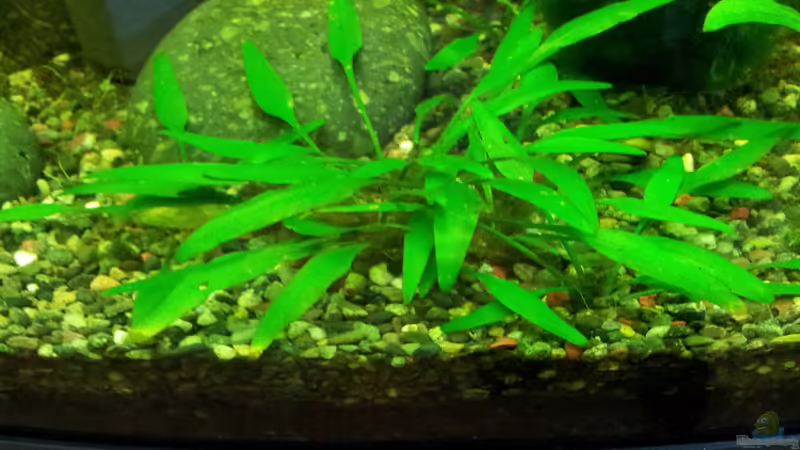 Pflanzen im Aquarium Becken 27133 von Kathrin77 (22)