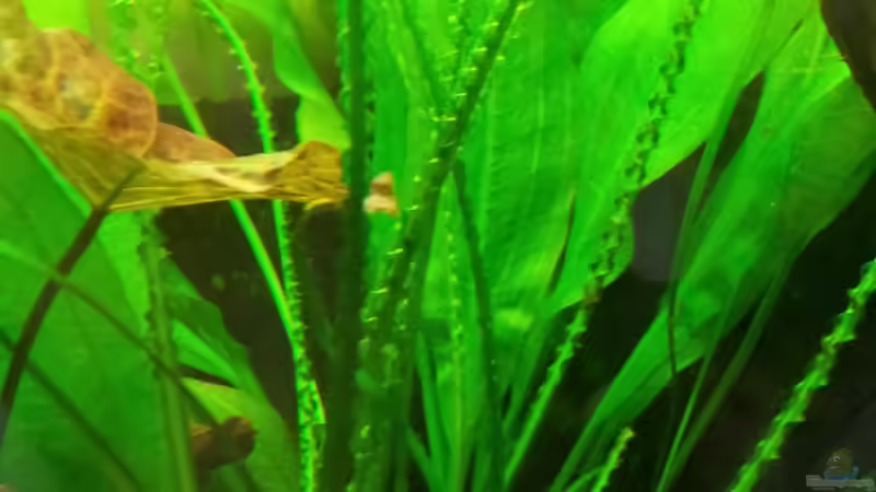 Pflanzen im Aquarium Becken 27133 von Kathrin77 (24)