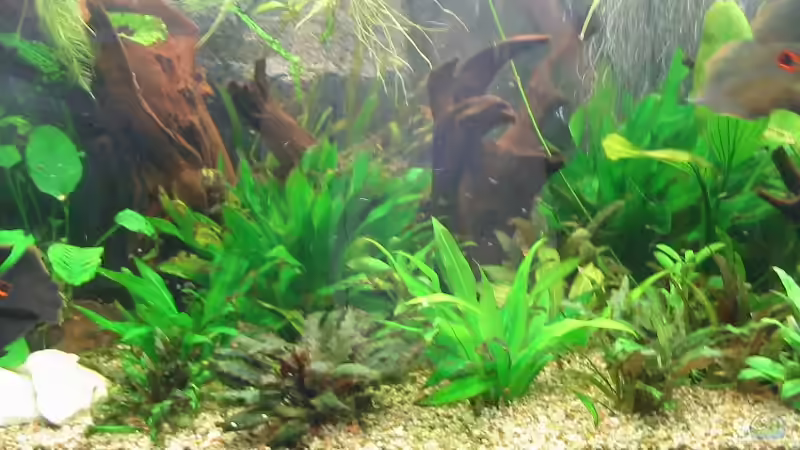 Pflanzen im Aquarium Becken 2723 von Mike Kurz (3)