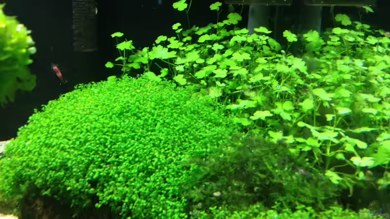 Pflanzen im Aquarium Becken 27280 von Apistofan (4)