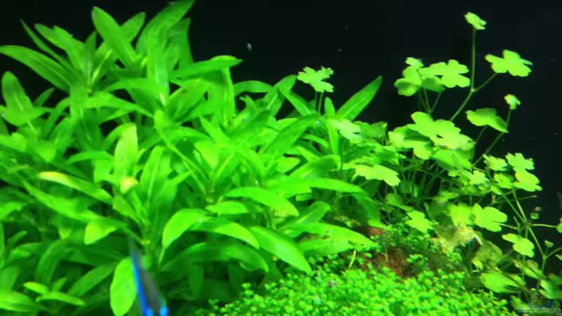 Pflanzen im Aquarium Becken 27280 von Apistofan (7)