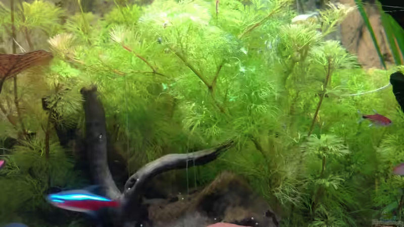 Pflanzen im Aquarium Becken 27368 von Svenja Zeidler (10)