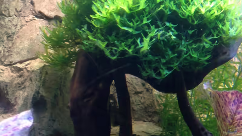 Pflanzen im Aquarium Becken 27368 von Svenja Zeidler (7)