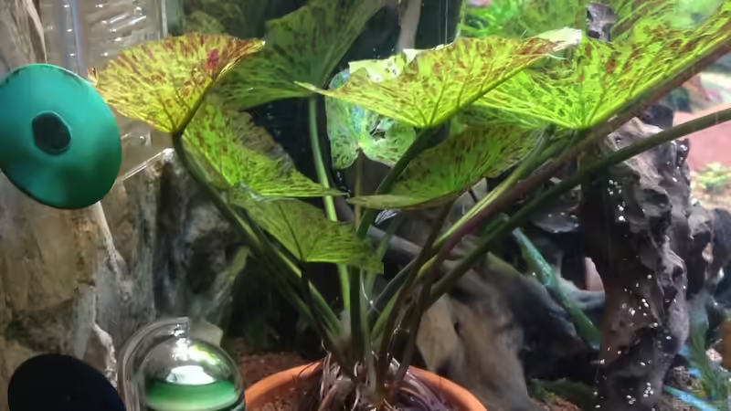 Pflanzen im Aquarium Becken 27368 von Svenja Zeidler (8)