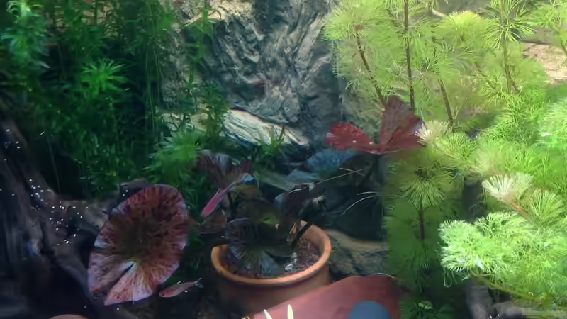 Pflanzen im Aquarium Becken 27368 von Svenja Zeidler (9)