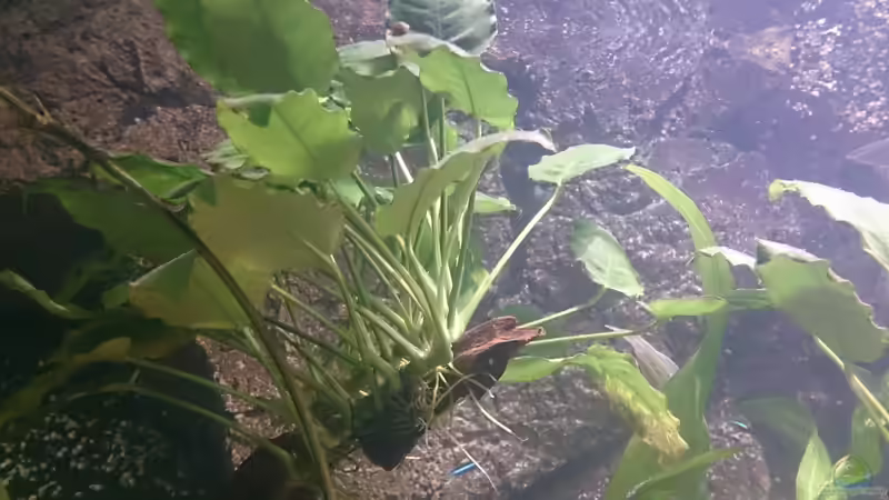 Pflanzen im Aquarium Becken 27455 (nur noch als Beispiel) von Oliver Boden (26)