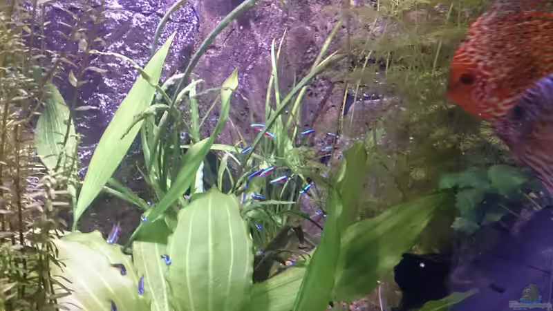 Pflanzen im Aquarium Becken 27455 (nur noch als Beispiel) von Oliver Boden (27)