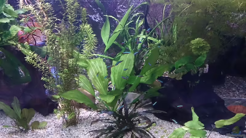 Pflanzen im Aquarium Becken 27455 (nur noch als Beispiel) von Oliver Boden (29)