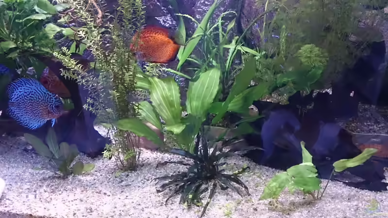 Pflanzen im Aquarium Becken 27455 (nur noch als Beispiel) von Oliver Boden (30)