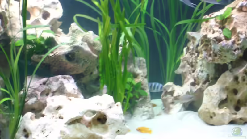 Pflanzen im Aquarium Becken 275 von Fred Kronberg (2)