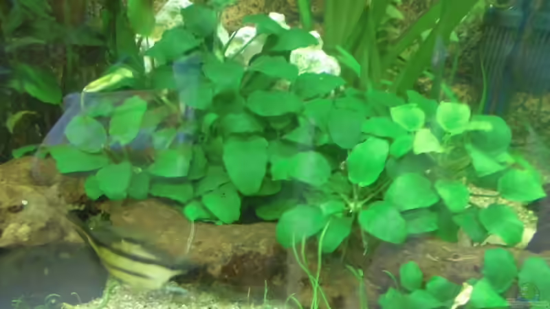 Pflanzen im Aquarium Becken 27534 von Thomas Seidenstuecker (12)