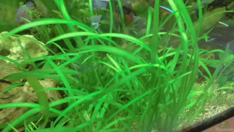 Pflanzen im Aquarium Becken 27534 von Thomas Seidenstuecker (13)
