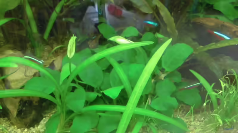 Pflanzen im Aquarium Becken 27534 von Thomas Seidenstuecker (14)